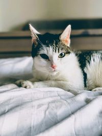 Close-up portrait of cat