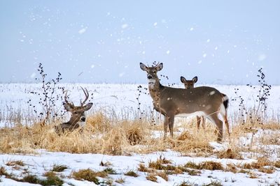 Bucks in the snow