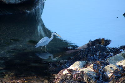 Birds swimming in lake