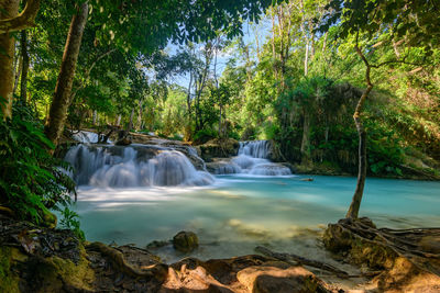 Scenic view of waterfall in forest