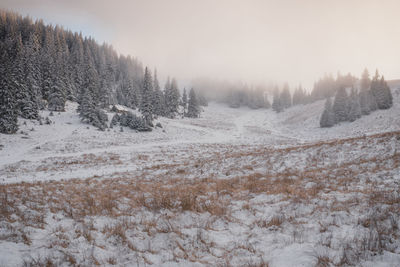 Snow covered pine trees in forest during winter