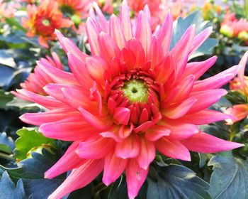 Close-up of pink flower