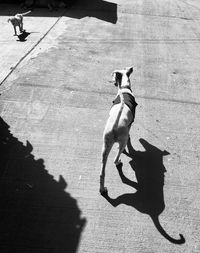 High angle view of dog on footpath
