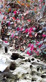 High angle view of flowers growing on field