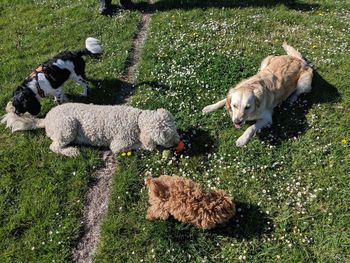 High angle view of dogs on field