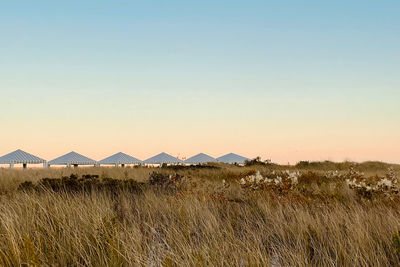 Scenic view of field against clear sky