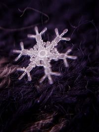 Close-up of jellyfish in sea
