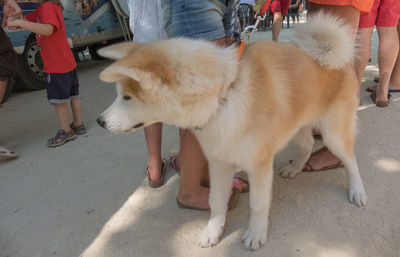 Close-up of a dog