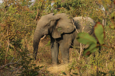 View of elephant in forest