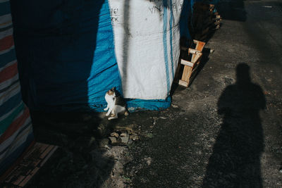 High angle view of man and dog on floor