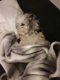 High angle view of dog lying on bed at home