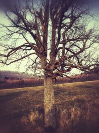 Bare tree on field against sky