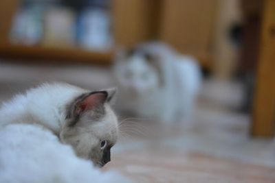 Close-up portrait of cat