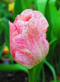 Close-up of pink flower blooming outdoors