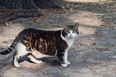 Portrait of cat sitting outdoors