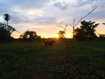 Horses on field against sky during sunset