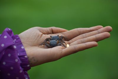 Close-up of hand holding crabs
