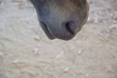 Close-up of horse