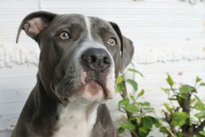 Close-up portrait of dog