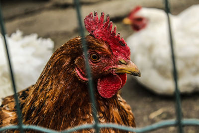 Close-up of rooster in cage