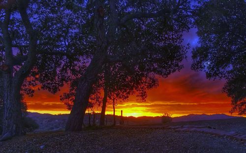 Trees on landscape against sky at night