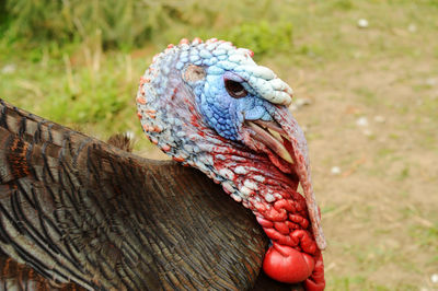 Close-up of a bird