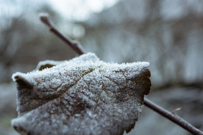 Dry apple-tree leaf in the garden covered with hoarfrost. frosty morning.