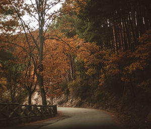 Footpath amidst trees in forest during autumn