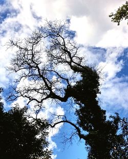 Low angle view of bare trees against cloudy sky
