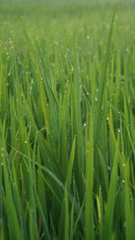 Close-up of wet grass growing in field