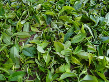 Full frame shot of tea green leaves