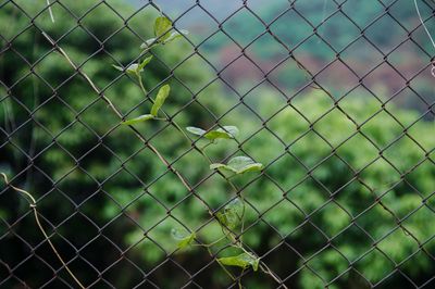 Full frame shot of plants on chainlink fence