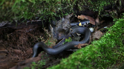 Grass snake, natrix natrix on a rotten tree stump