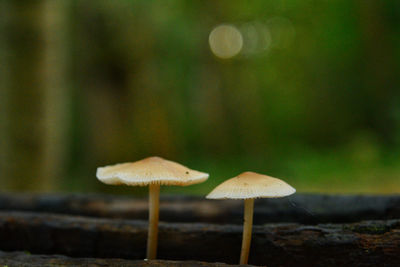 Close-up of mushroom growing on field