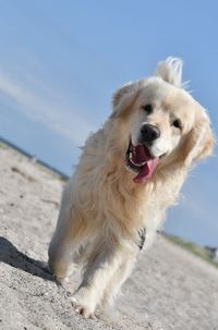 Dog on the beach