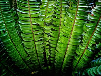 Full frame shot of green leaves