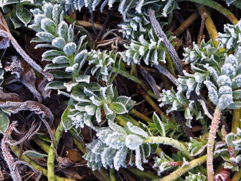 Close-up of plants during winter