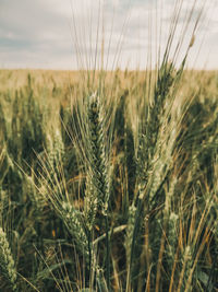 Close-up of wheat growing on field against sky