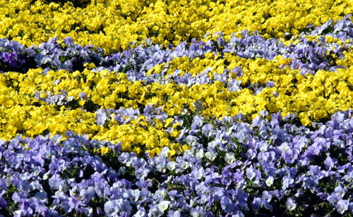 Full frame shot of purple flowering plants