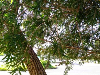 Low angle view of trees