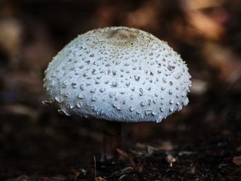 Close up view of white mushroom