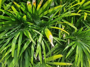 High angle view of plants growing on field