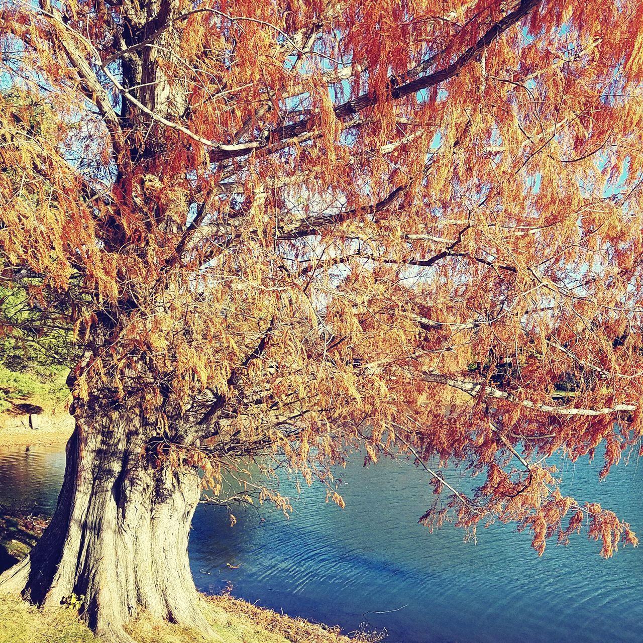 nature, water, no people, backgrounds, close-up, tree, beauty in nature, full frame, day, sea, outdoors, sky, undersea