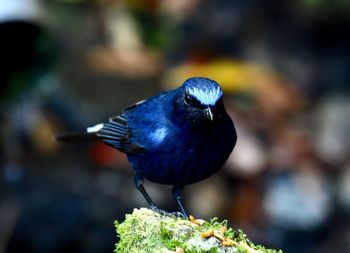 Close-up of bird perching on plant