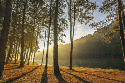 Sunlight streaming through trees in forest