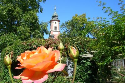 View of flowering plant against building