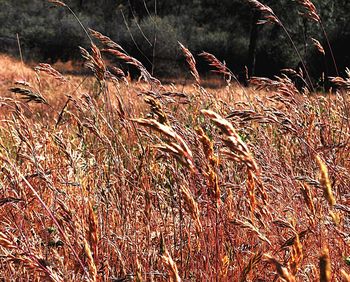 Close-up of plants growing on field