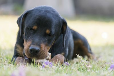 Black dog relaxing on field