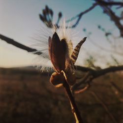 Close-up of flower against sky at sunset