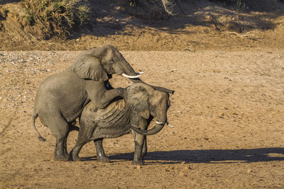 High angle view of elephants mating on land